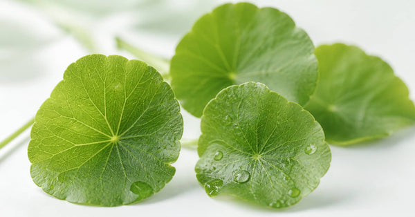 Centella Asiatica for Skin: What Works and What Doesn't