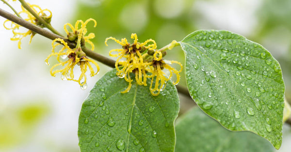 Agua de hamamelis: qué es, para qué sirve y cómo usarlo