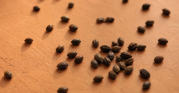 Complete guide to bakuchiol for face care